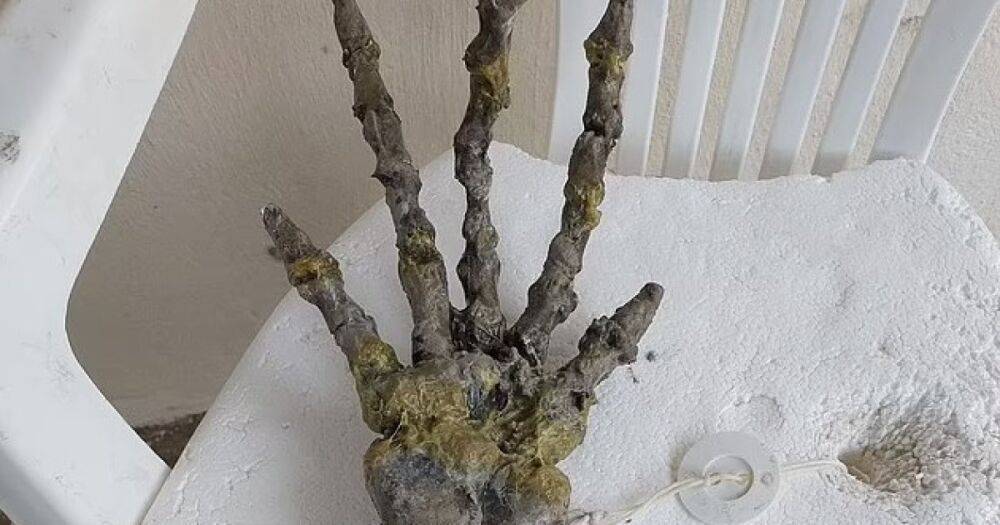 Инопланетянин или предок человека. Гигантскую кисть с пальцами нашли на пляже в Бразилии (видео)