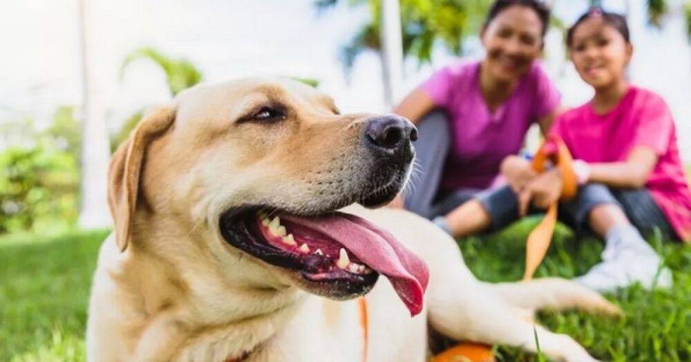 Ученые рассказали, сколько могут жить собаки и какие из них являются долгожителями