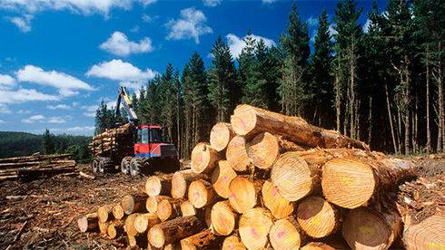 Лісогосподарська галузь України в 2022 році наростила виручку на 3,1% - голова Держлісагентства