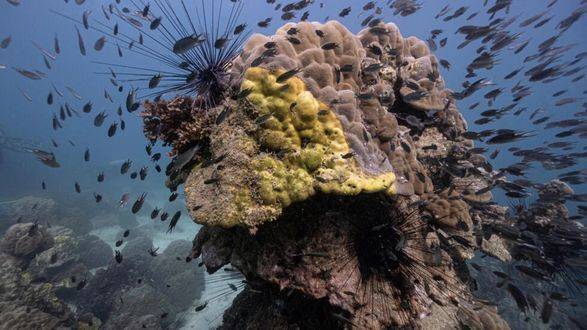 "Он просто умирает": болезнь желтой полосы опустошает коралловые рифы Таиланда