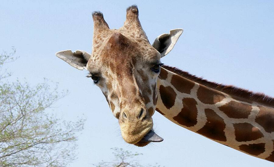 Лист капусты угрожал жизни жирафа в Рижском зоопарке: подробности