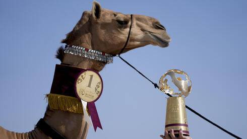 Конкурс красоты среди верблюдов прошел в Катаре: фото