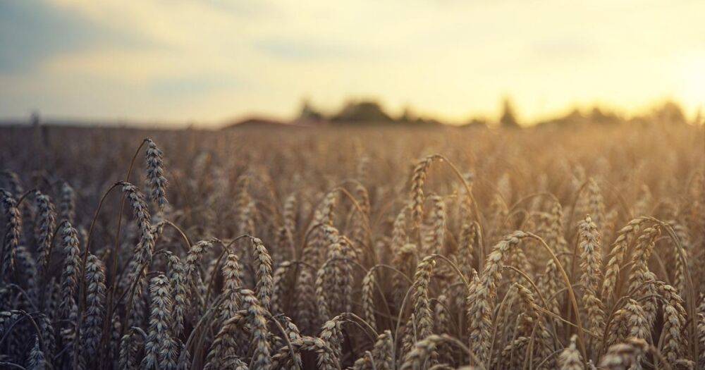 Первая армия мира по воровству: РФ украла украинской пшеницы минимум на $1 млрд