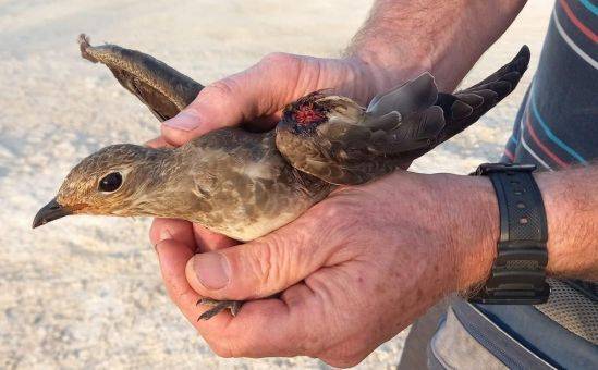 На водохранилище Ахны убита редкая птица