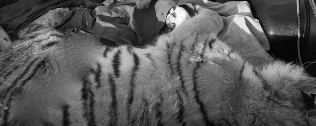 На трассе в Приморье насмерть сбили молодого амурского тигра