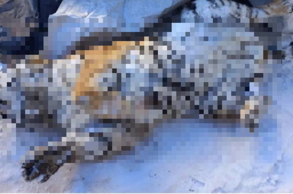 В Хабаровском крае нашли труп тигрицы