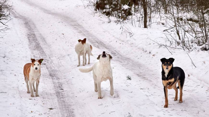 В Приморье из-за бродячих собак ввели режим повышенной готовности