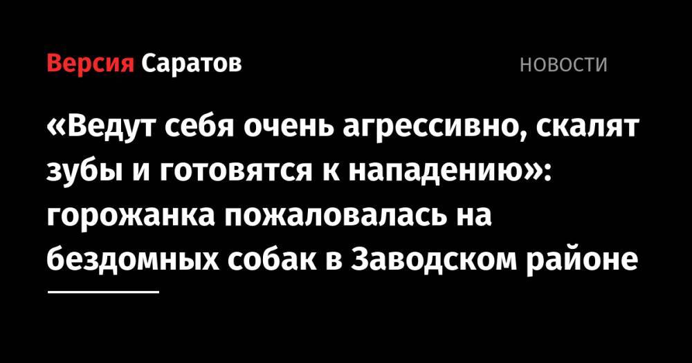 «Ведут себя очень агрессивно, скалят зубы и готовятся к нападению»: горожанка пожаловалась на бездомных собак в Заводском районе