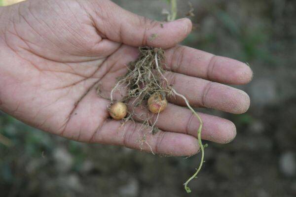 Эксперт предупредил о критическом дефиците российских семян картофеля и свёклы