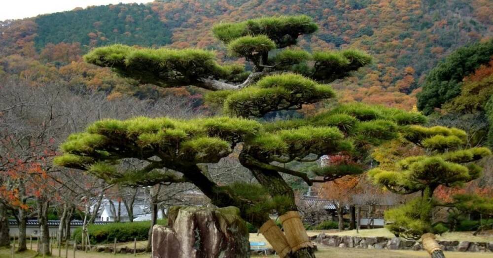 Японские деревья "сошли с ума" после аварии на АЭС Фукусима, – исследование