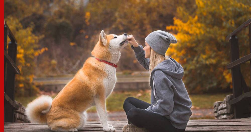 Верные друзья: 5 самых преданных пород собак