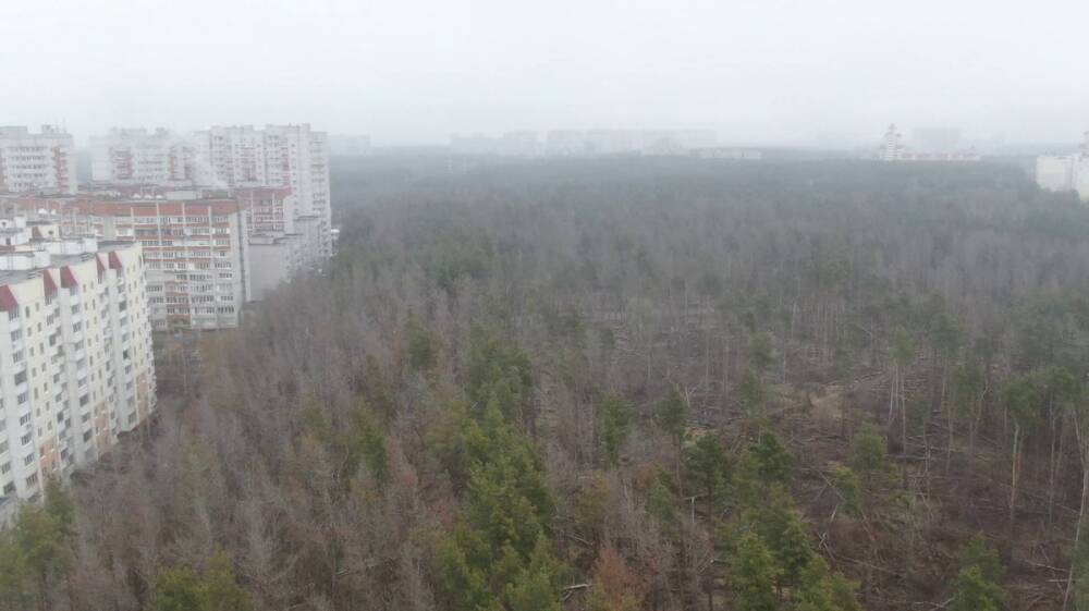 Воронежская область показала наихудший в стране результат по восстановлению лесов