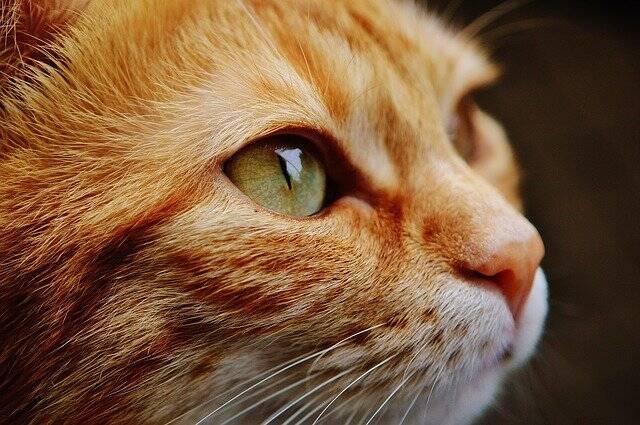 Ученые рассказали, почему домашние кошки уходят от хозяев перед смертью и мира
