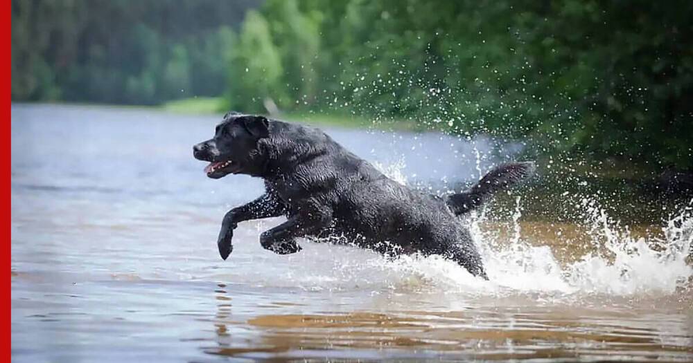 Превосходные пловцы: 6 пород собак, которые любят купаться