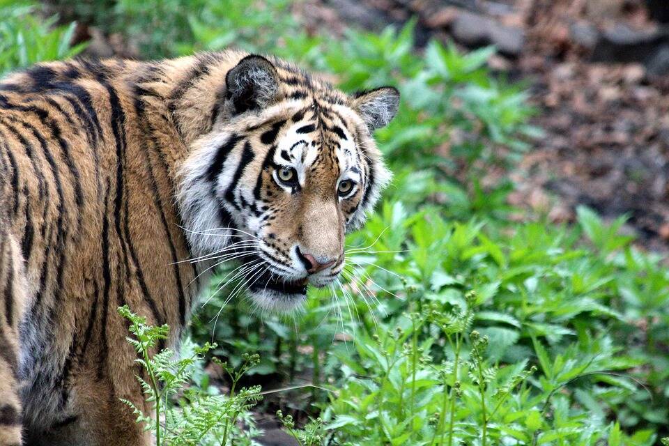 Тайник с убитым амурским тигром нашли в тайге под Хабаровском - Русская семерка