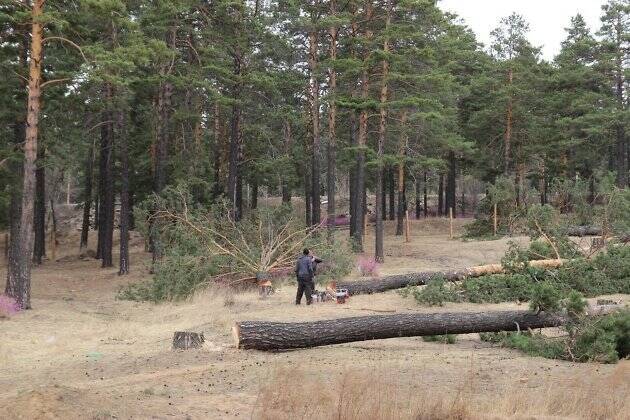 Полиция и Росгвардия задержали забайкальцев, вырубивших лес на 3 млн р. около Арахлея