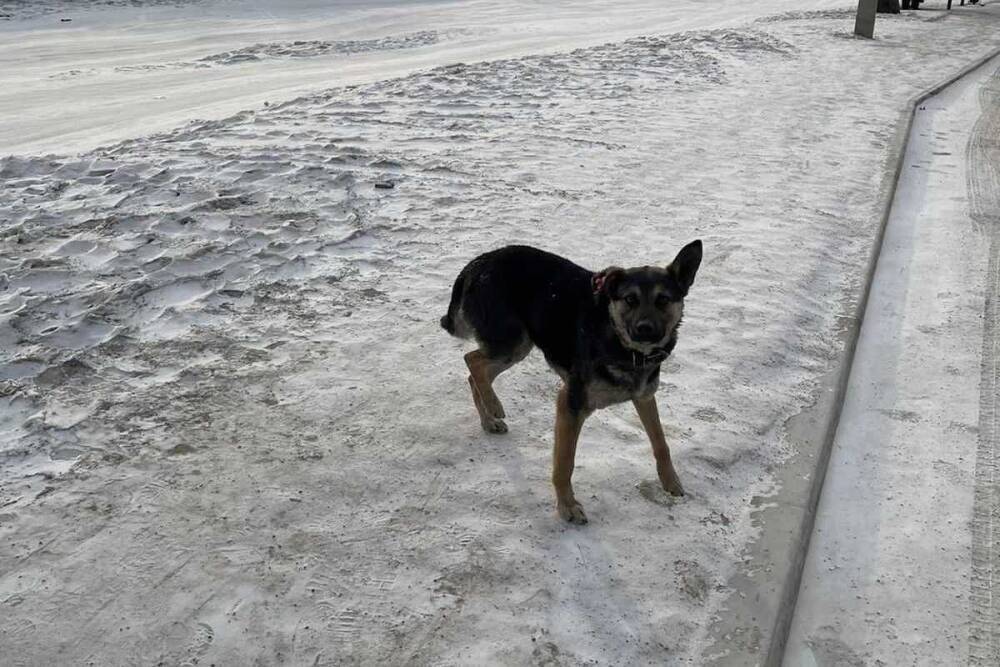 На Верхней Березовке в Улан-Удэ гоняются за бездомными собаками