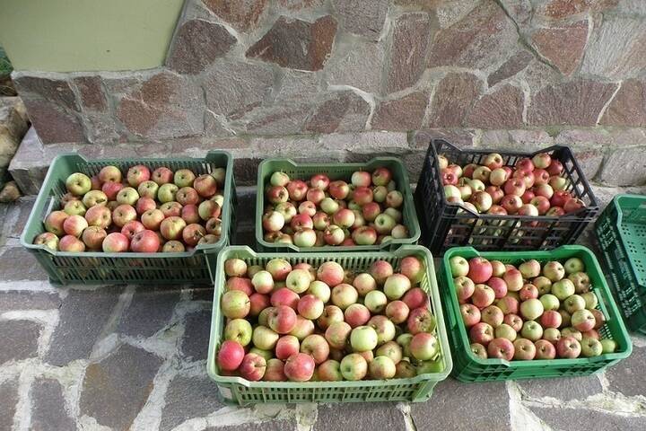 Более 800 килограммов запрещенных яблок уничтожили в Красноярске