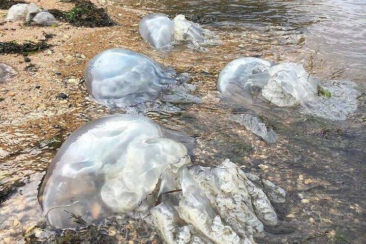 Медуз Азовского моря планируют пустить на коллаген