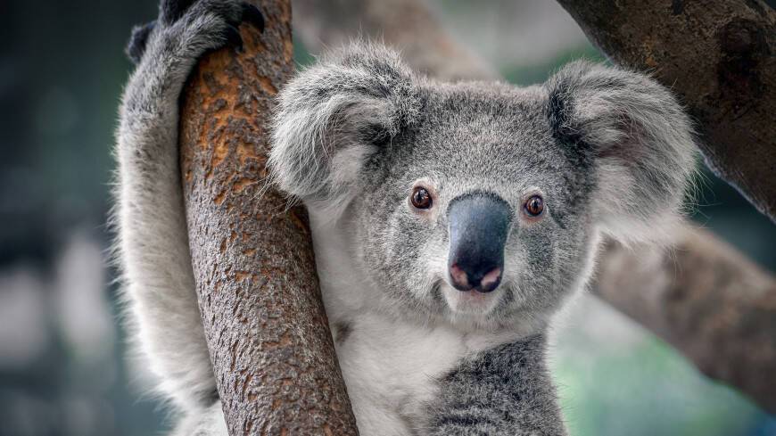 Австралия включила коал в список видов, находящихся под угрозой исчезновения