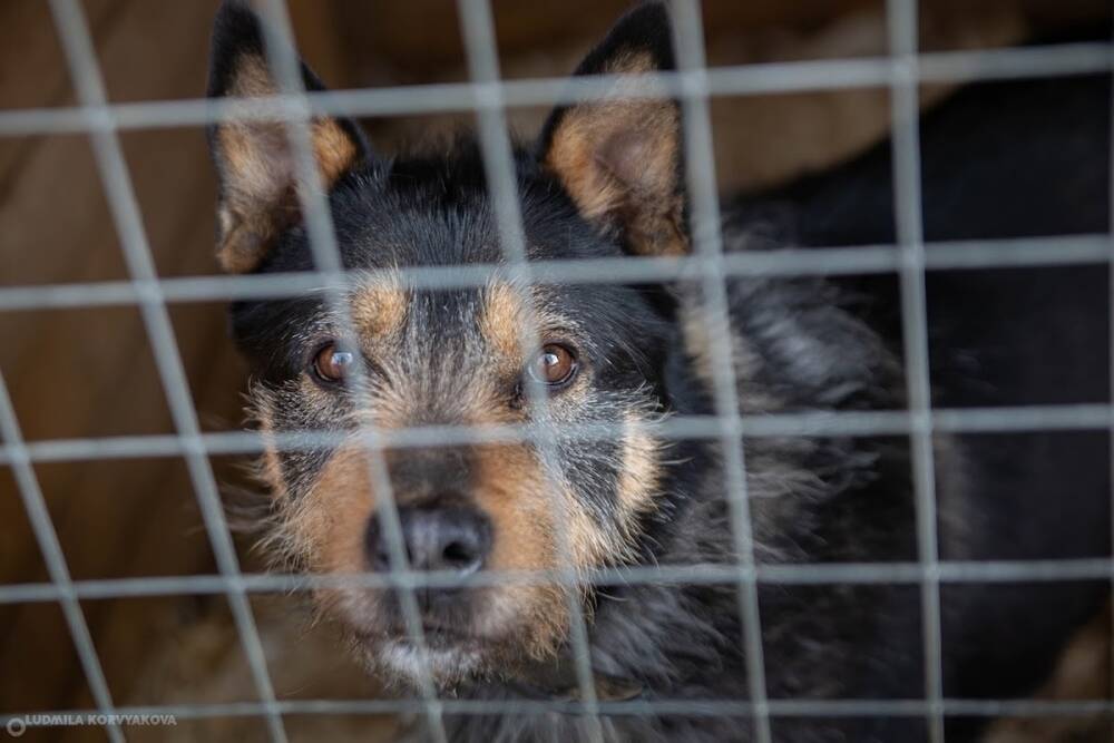 Администрация рассказала об отлове собак в Петрозаводске