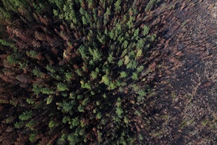 Площадь восстановленных в РФ лесов в 2021г превысила площадь вырубленных и погибших