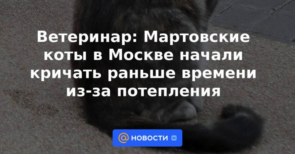 Ветеринар: Мартовские коты в Москве начали кричать раньше времени из-за потепления