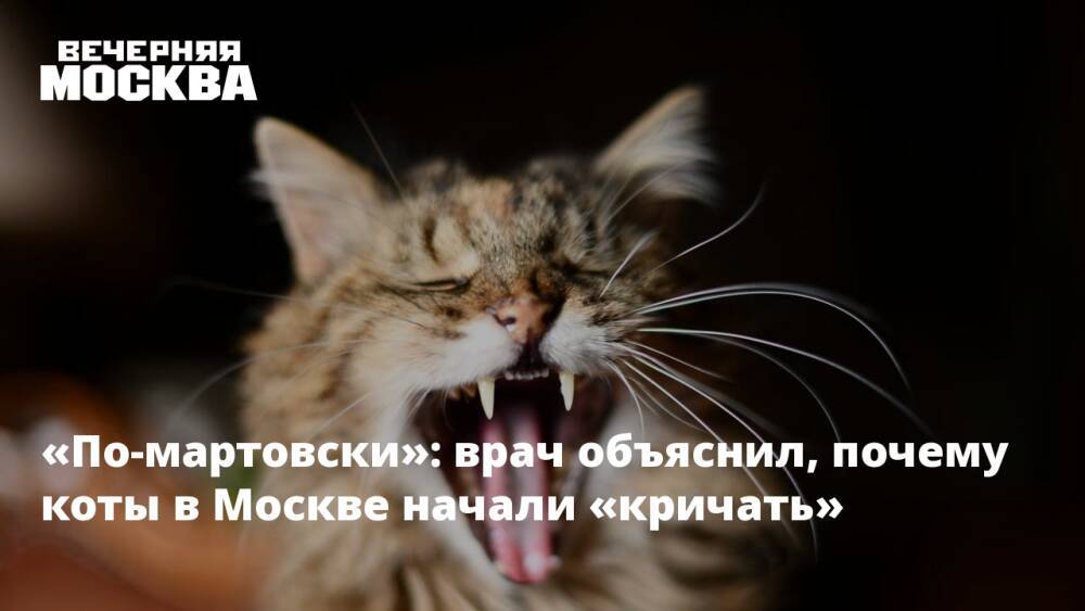 «По-мартовски»: врач объяснил, почему коты в Москве начали «кричать»