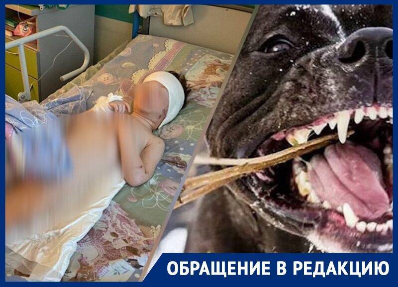 «Оторвала капюшон, стала грызть шею»: в Подмосковье бойцовская собака напала на женщину с трехлетним ребенком