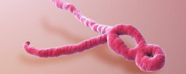 Вирус Эбола может скрываться в мозге после выздоровления и вызывать рецидивы