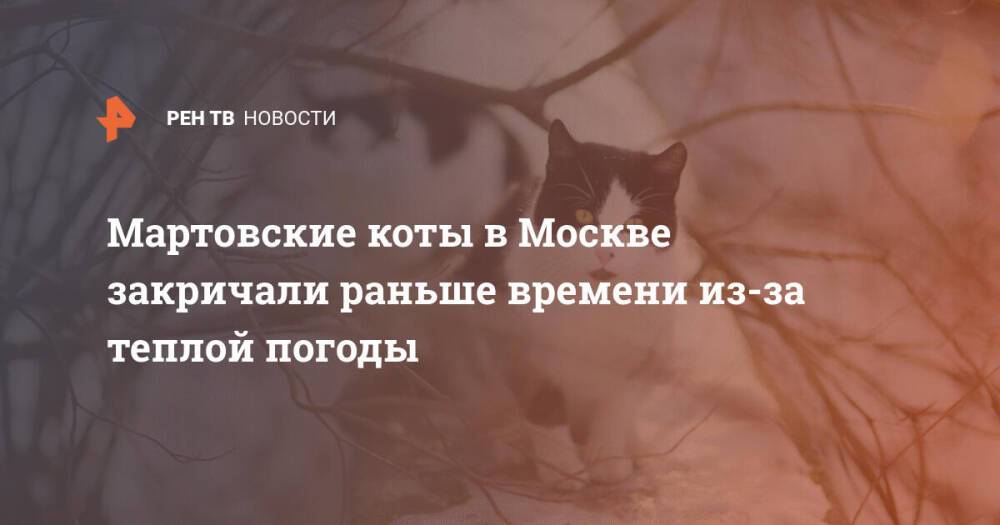 Мартовские коты в Москве закричали раньше времени из-за теплой погоды