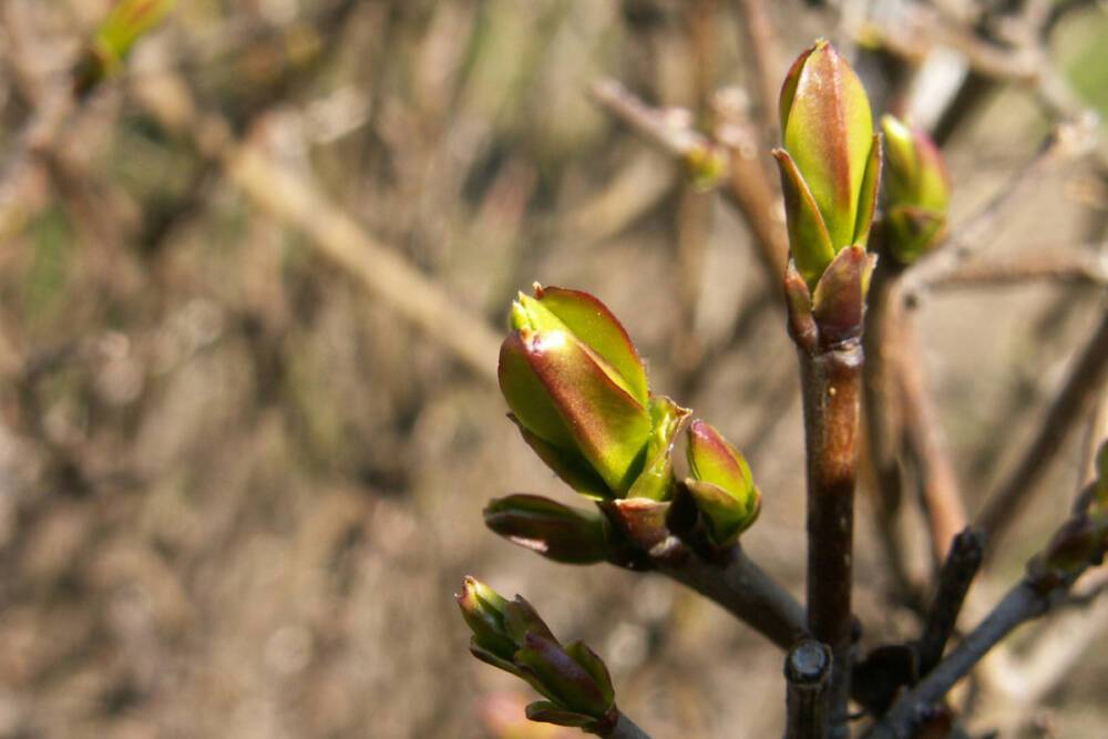 Петербуржцы в середине февраля заметили первые зеленые почки на деревьях
