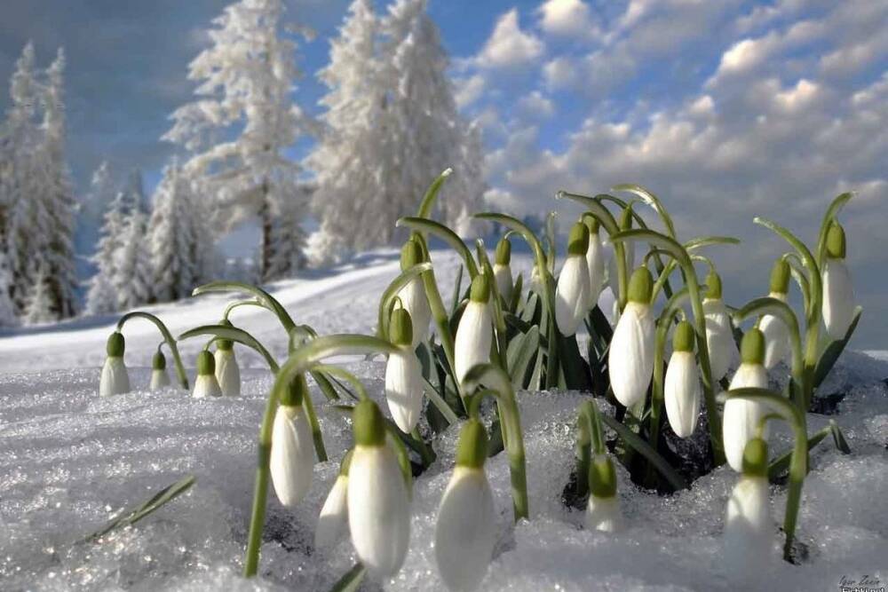 В День всех влюбленных во Владимир придет весна