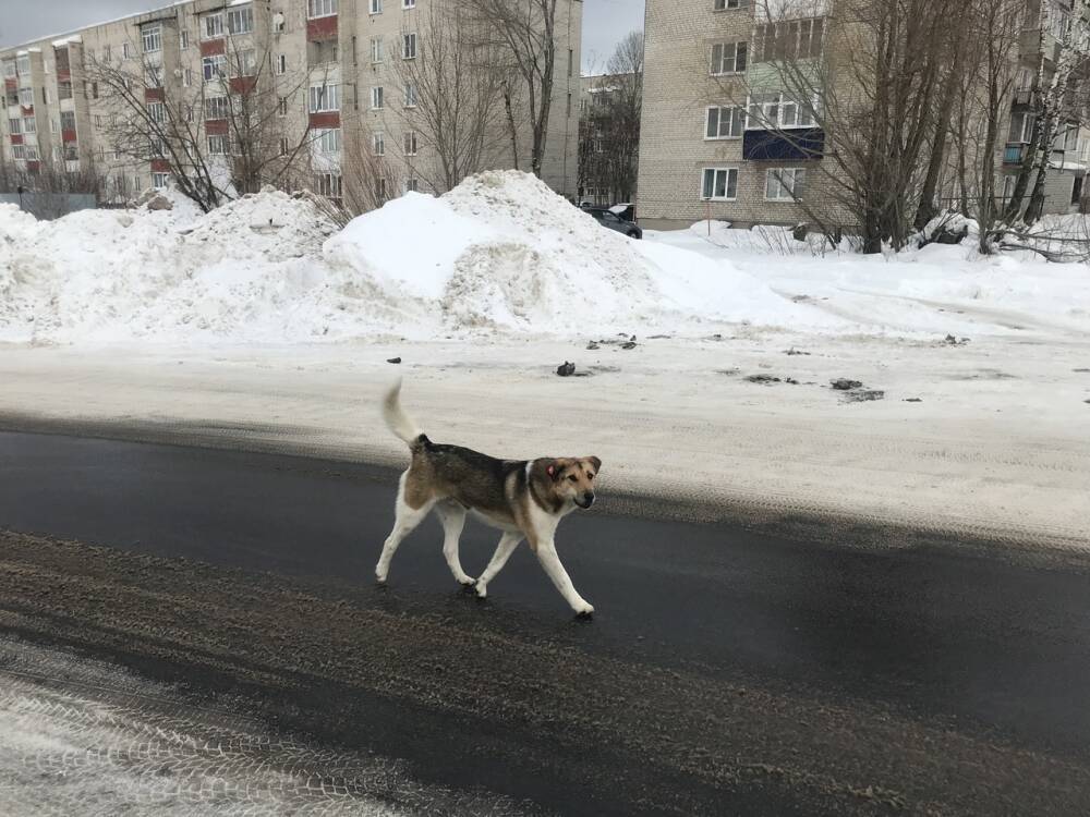 Чипированная бездомная собака покусала мужчину в Касимове