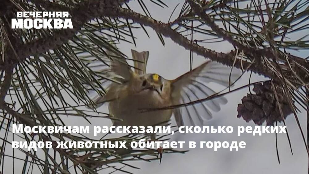 Москвичам рассказали, сколько редких видов животных обитает в городе