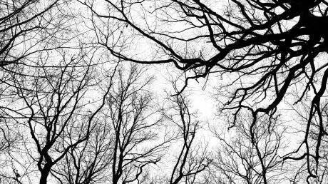 Похитителю деревьев в Кузнецком районе грозит 2 года тюрьмы