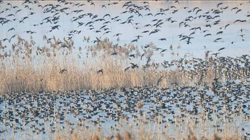 Рекордное количество птиц насчитали на втором по величине пресноводном озере Китая