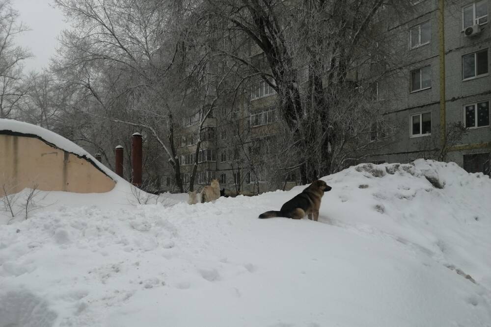 Оренбургский детский омбудсмен предложила отстреливать бродячих собак