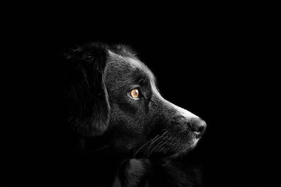 Госдума рассмотрит проект об ужесточении наказаний чиновников за нападение собак