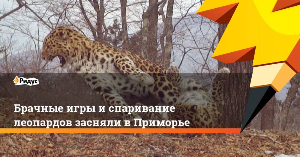 Брачные игры и спаривание леопардов засняли в Приморье