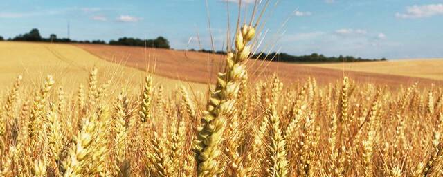 Микробиологи Китайской академии наук создали пшеницу, устойчивую к мучнистой росе