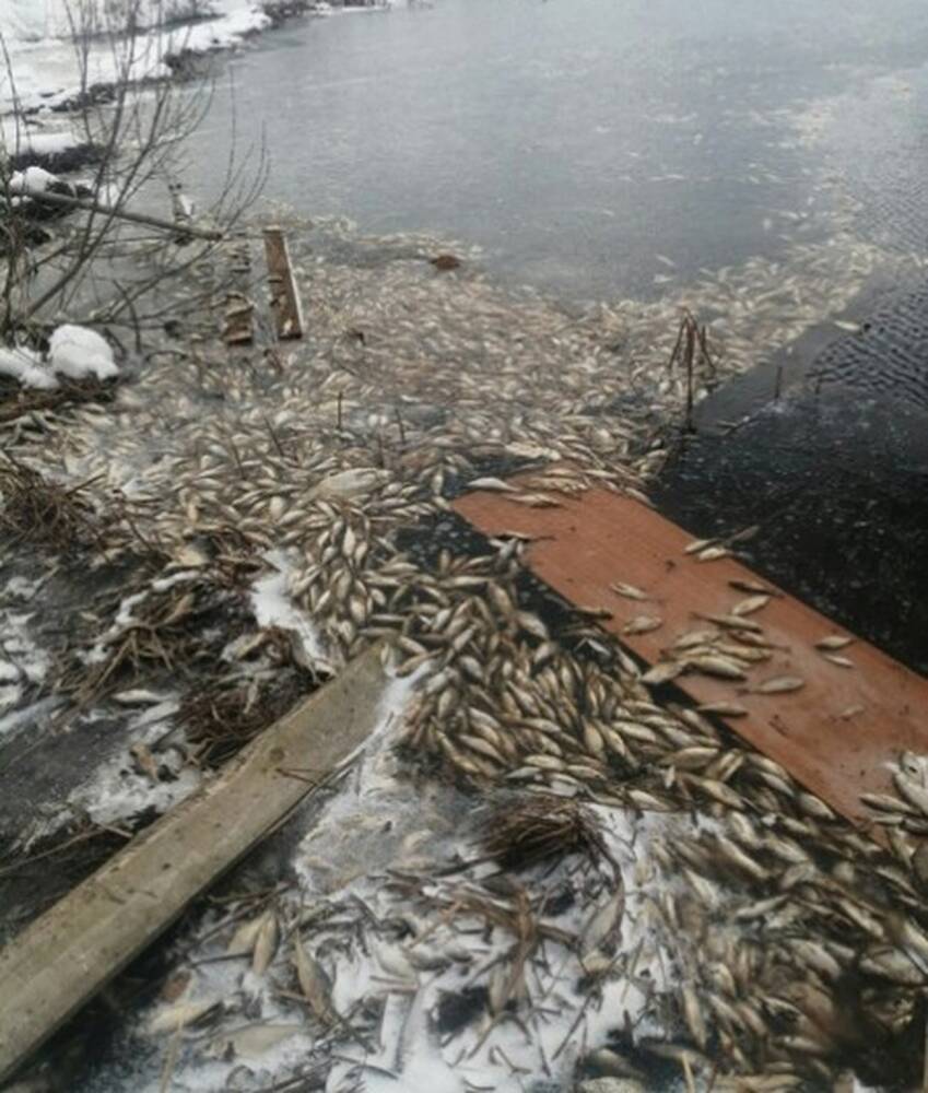 Жители Вышнего Волочка Тверской области сообщают о массовой гибели рыбы