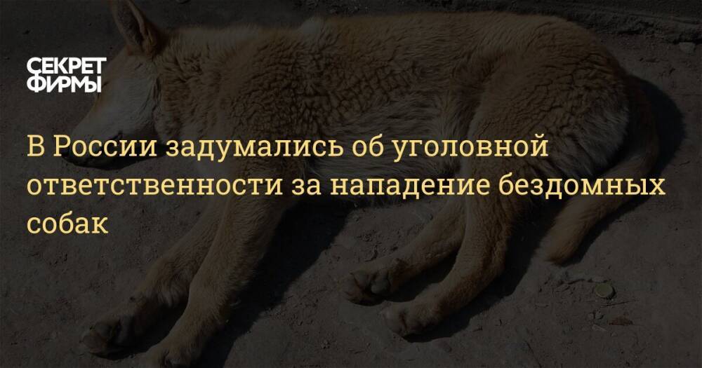 В России задумались об уголовной ответственности за нападение бездомных собак
