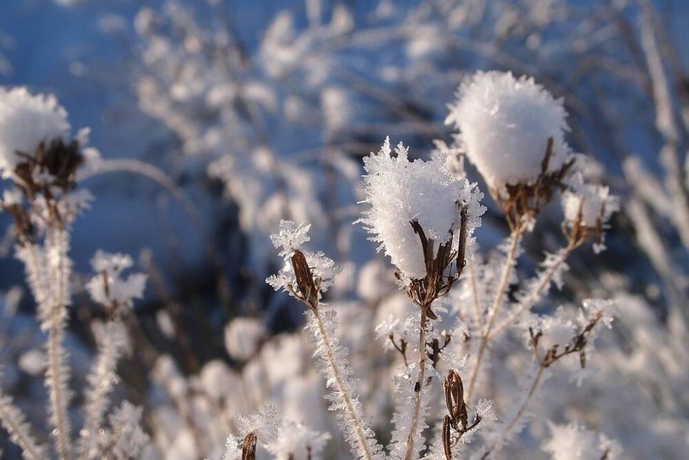Ночью 15 февраля в Белгородской области похолодает до 15 градусов мороза