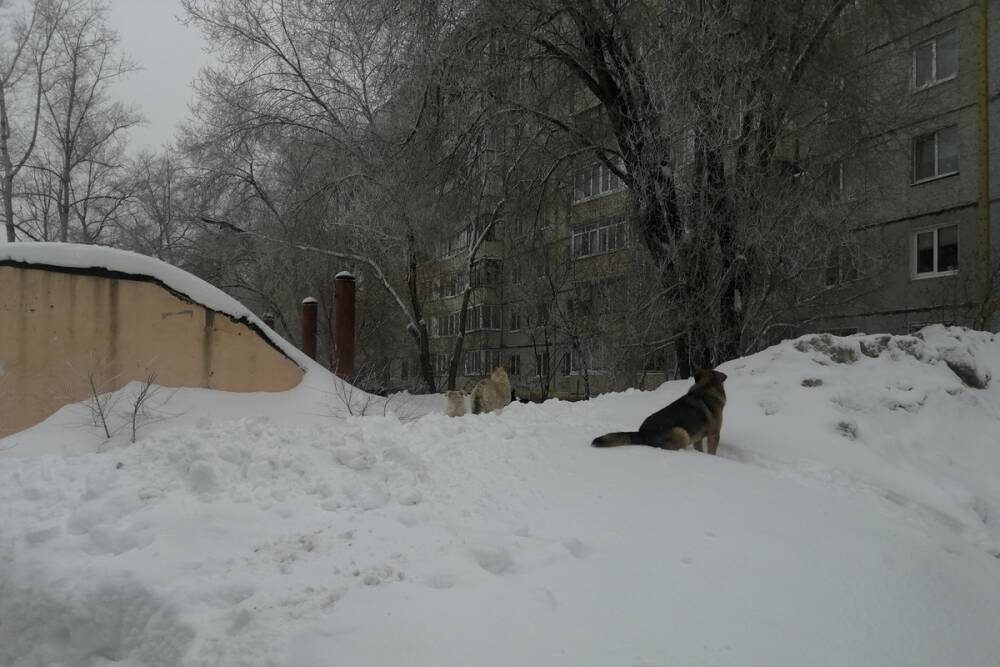 Администрация Оренбурга снова экономит на бездомных собаках