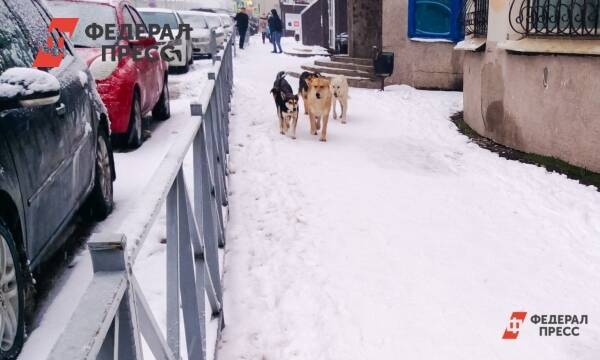 Собака с автостоянки терроризирует жителей многоэтажки под Челябинском
