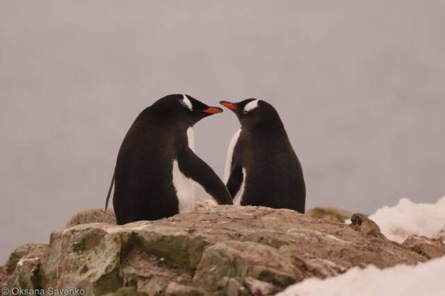 Украинские полярники показали влюбленных пингвинов в День святого Валентина. ФОТО