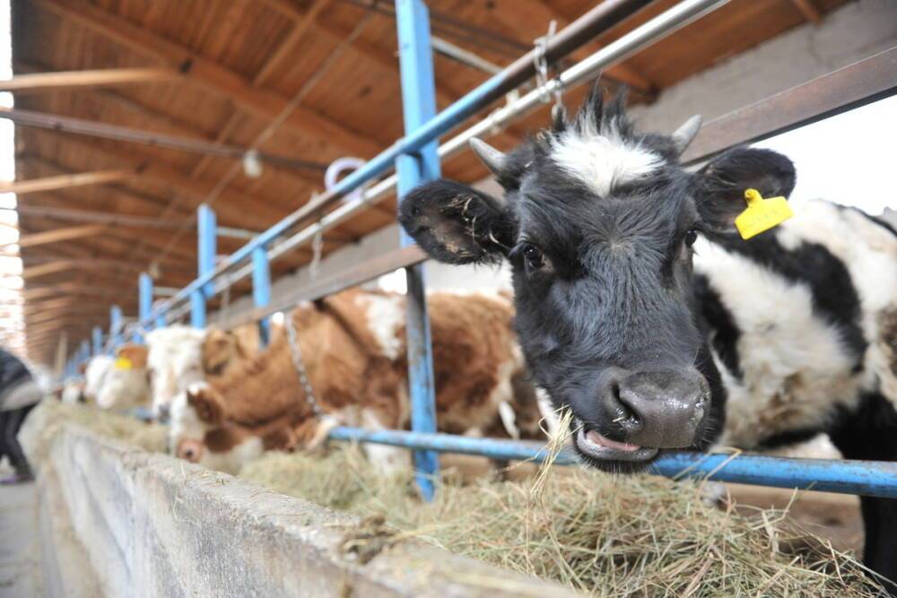 Астраханцы не хотят отдавать больных коров на бойню. Это может привести к проблемам