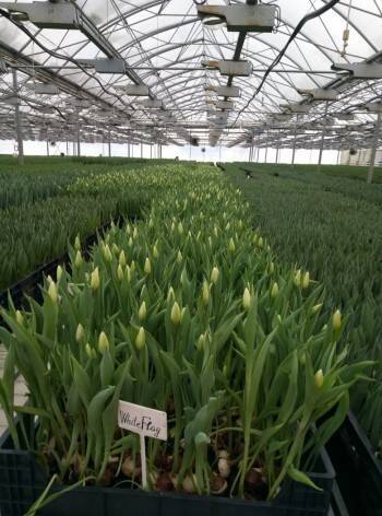 Более 550 тысяч тюльпанов выращивают в Вологде к 8 марта