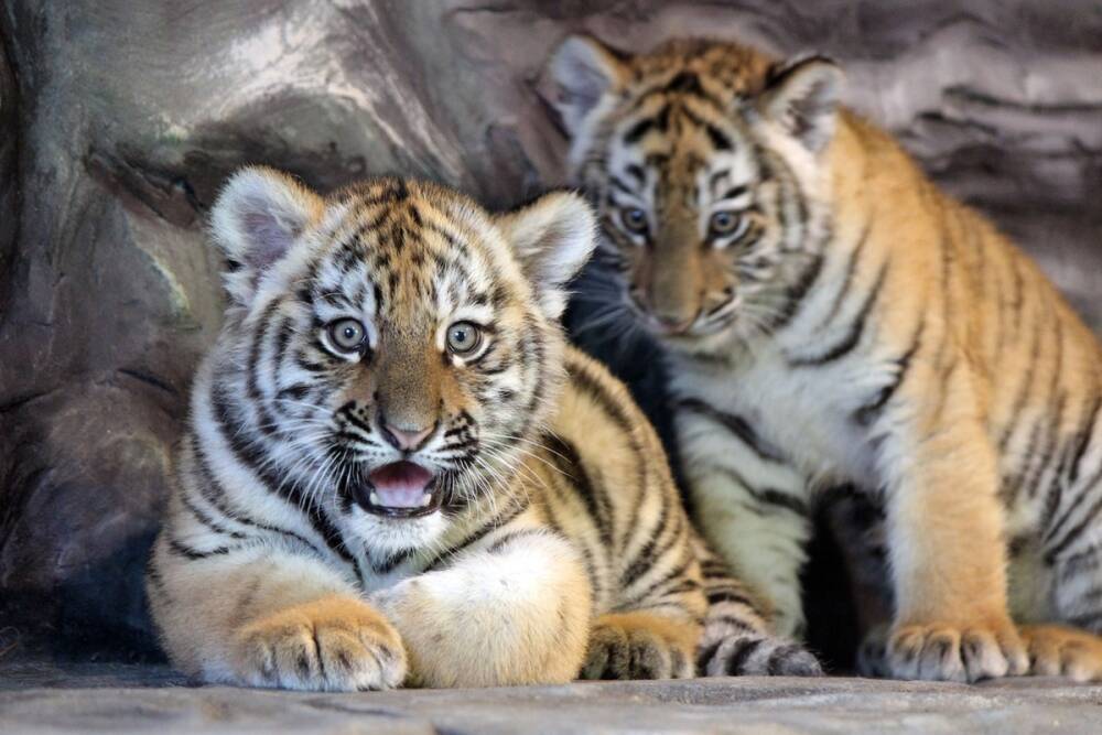 Буран и Вьюга или Лира и Марс: в нижегородском зоопарке выбирают имена для бенгальских тигрят